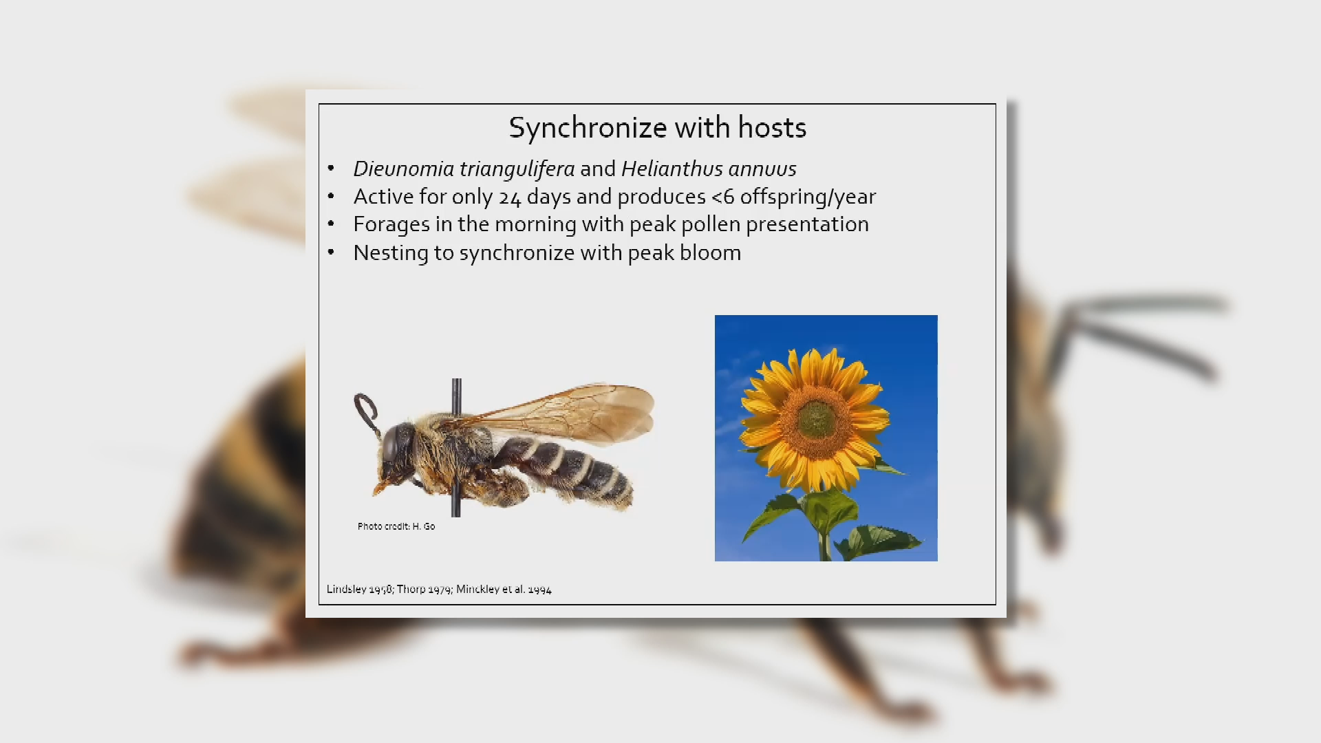 Thumbnail image for America's Forgotten Bees | Nature Watch